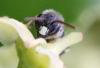Hylaeus sp.